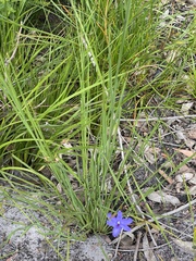 Agrostocrinum hirsutum