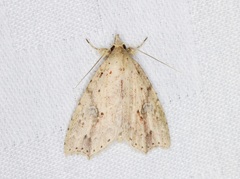 Olulis puncticinctalis