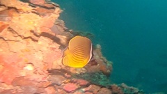 Chaetodon auripes