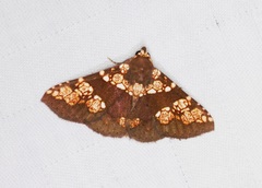 Saroba pustulifera