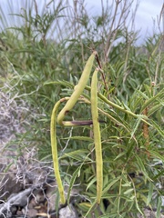 Tecoma stans angustata