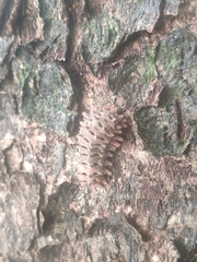 Histia flabellicornis ultima