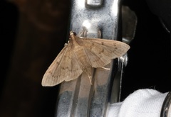 Omiodes tristrialis