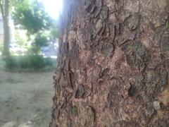 Histia flabellicornis ultima