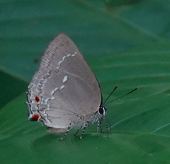 Strephonota ambrax