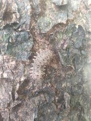 Histia flabellicornis ultima