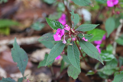 Impatiens santisukii