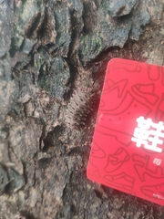 Histia flabellicornis ultima