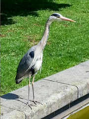 Ardea cinerea