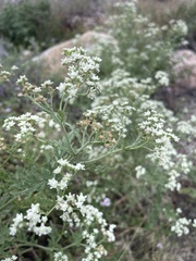 Parthenium confertum