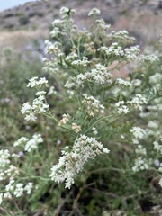 Parthenium confertum