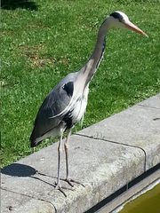 Ardea cinerea