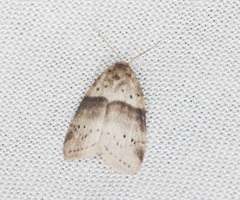 Stictane rectilinea chinesica
