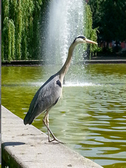 Ardea cinerea