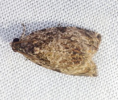 Sycacantha inodes