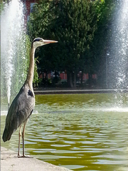 Ardea cinerea