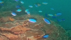 Pomacentrus coelestis