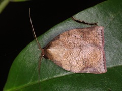 Beara tortriciformis