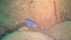 Pomacentrus coelestis