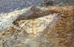 Idaea phaeocrossa