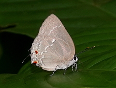 Strephonota ambrax