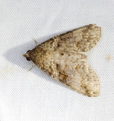 Lophoptera anthyalus