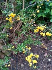 Berberis × stenophylla