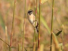 Emberiza yessoensis