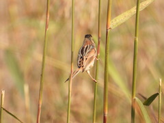 Emberiza yessoensis