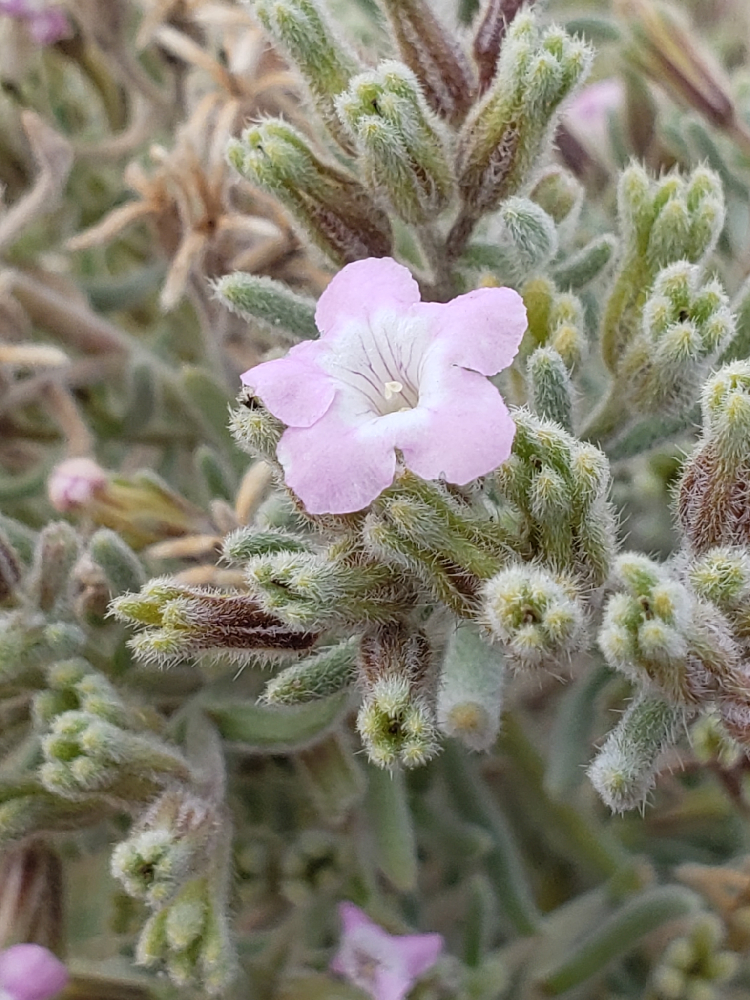 Nama stenophylla