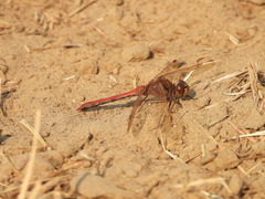Sympetrum