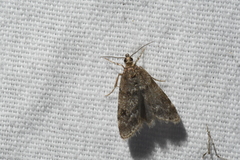 Scoparia penumbralis