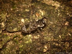 Notographus hieroglyphicus