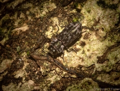 Notographus hieroglyphicus