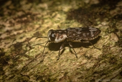 Notographus hieroglyphicus