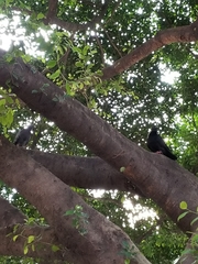 Columba livia domestica