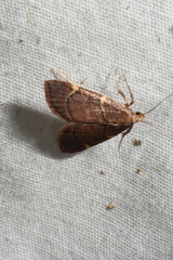 Hypsopygia thymetusalis