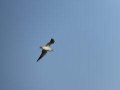 Chroicocephalus ridibundus