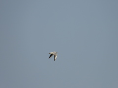 Chroicocephalus ridibundus