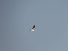 Chroicocephalus ridibundus