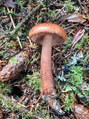 Tricholoma pessundatum