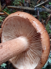 Tricholoma pessundatum