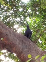 Columba livia domestica