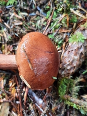 Tricholoma pessundatum