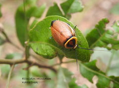 Ellipsidion reticulatum