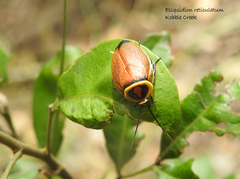 Ellipsidion reticulatum