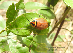 Ellipsidion reticulatum