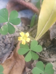 Oxalis corniculata