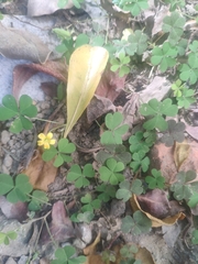 Oxalis corniculata