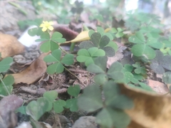 Oxalis corniculata
